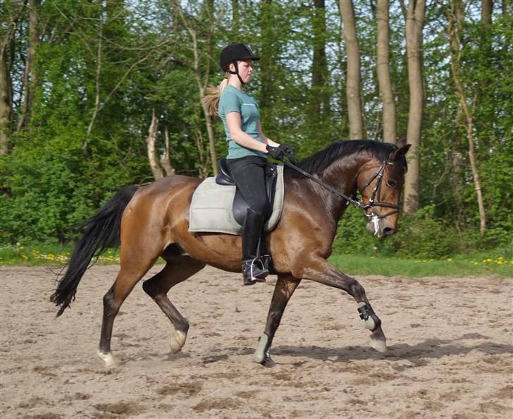 Anden særlig race Nicko - Nicko til undervisning maj 2008 (: <3 billede 17