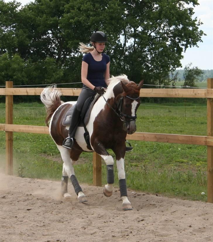 Pinto Mister Charfilo † RIP - det er noget af en udvikling :)  billede 6