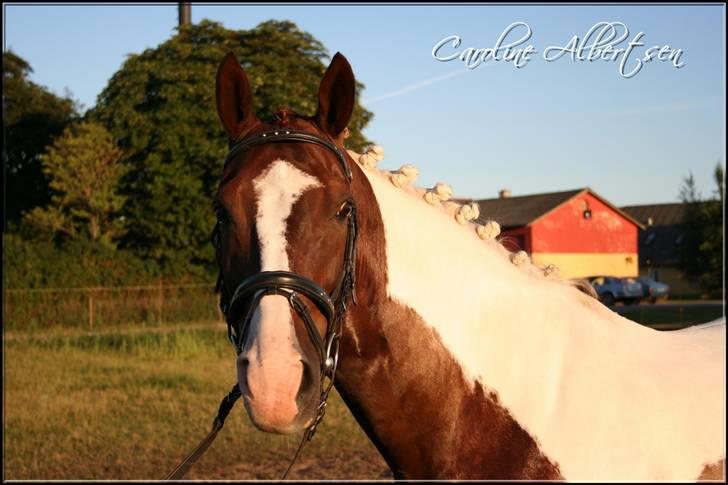 Pinto Mister Charfilo † RIP - iii elsker det her billede(; Holmager-Folden 08 billede 7