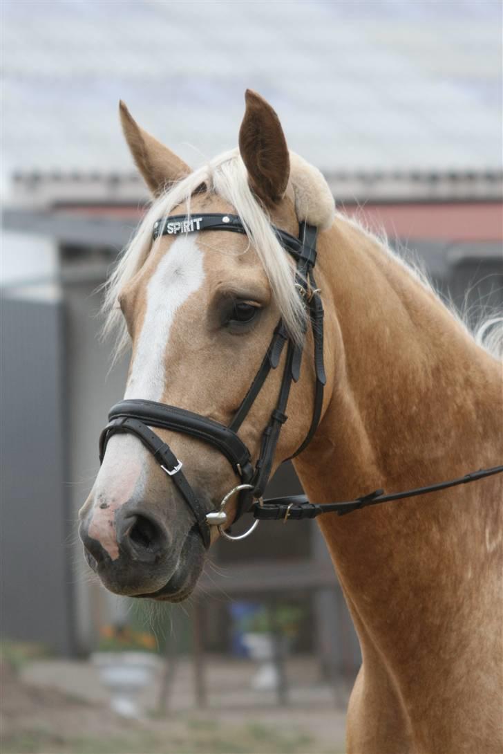 Palomino spirit  - i hodager til stævne ;) fotograf: www.jano-foto.dk billede 1