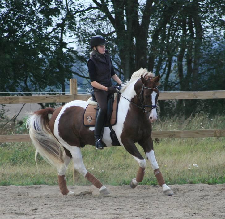 Pinto Mister Charfilo † RIP - stævne fuglsang - taget af emilie gleerup billede 11