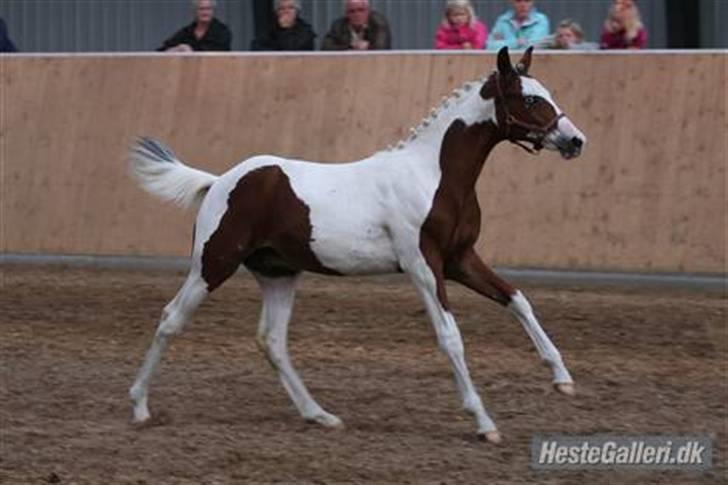 Pinto Sambuca billede 1