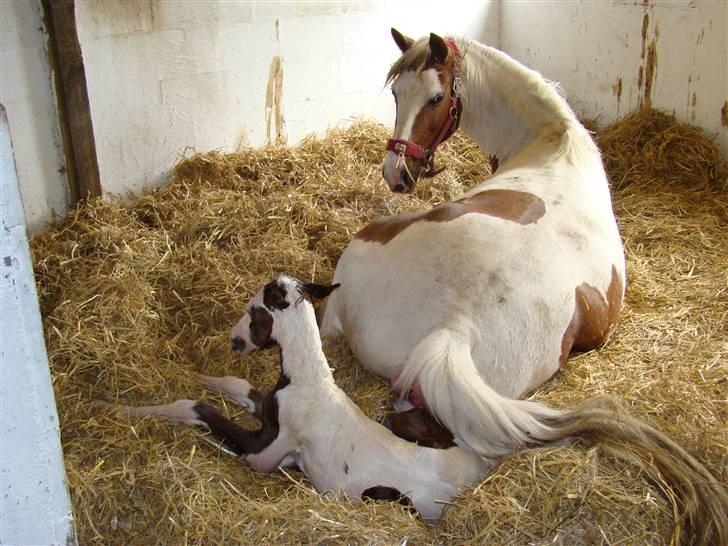 Pinto Sambuca billede 2