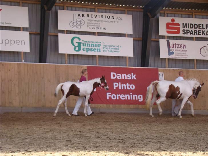 Pinto Sambuca billede 3