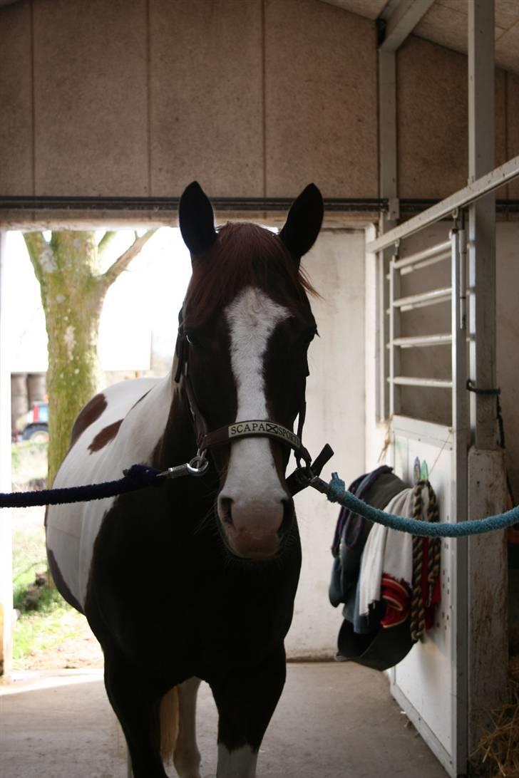 Pinto Mister Charfilo † RIP - i stalden ALTID glad <3 billede 14