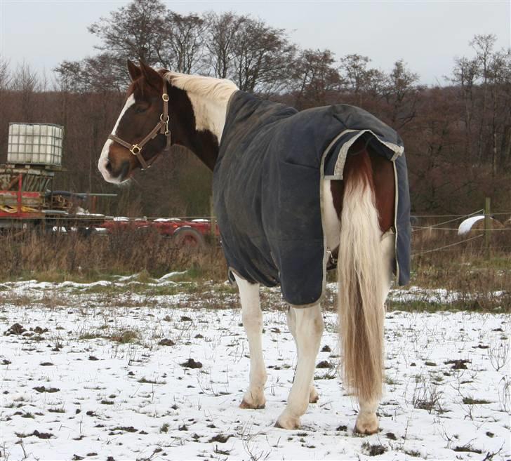 Pinto Mister Charfilo † RIP - tygge bamse hest, lang håret og i sneen :o) dejligt billede 15