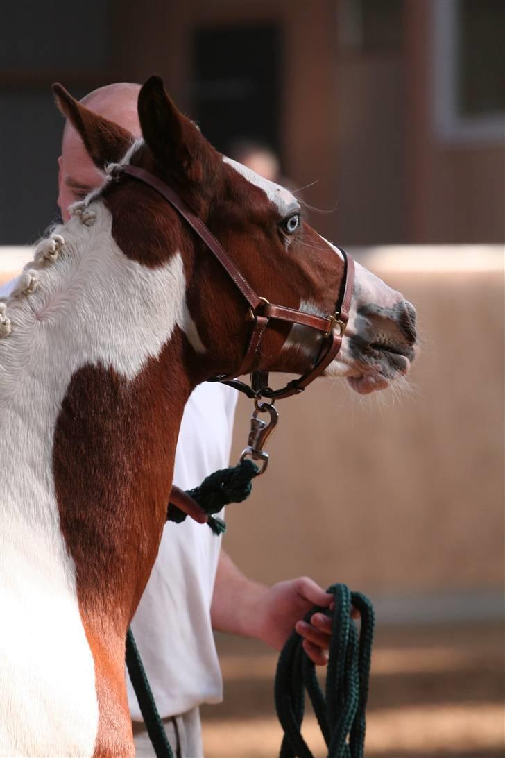 Pinto Sambuca billede 4