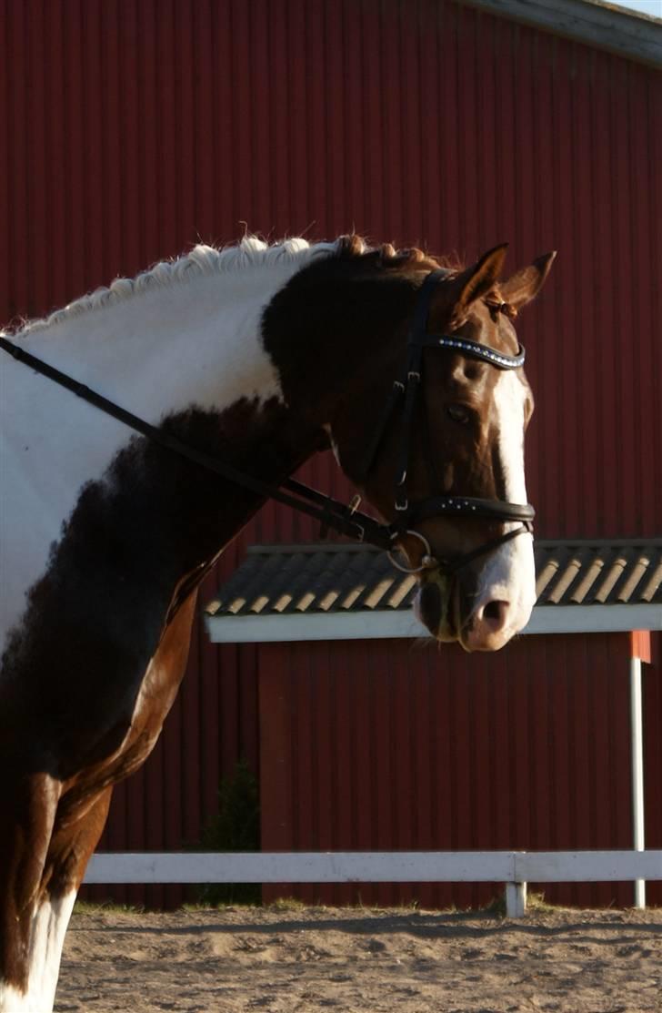 Pinto Mister Charfilo † RIP - Syntes han ligner ldit en hingst? :D - foto- emilie gleerup billede 16