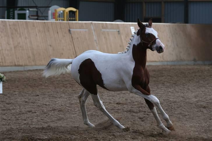 Pinto Sambuca billede 5