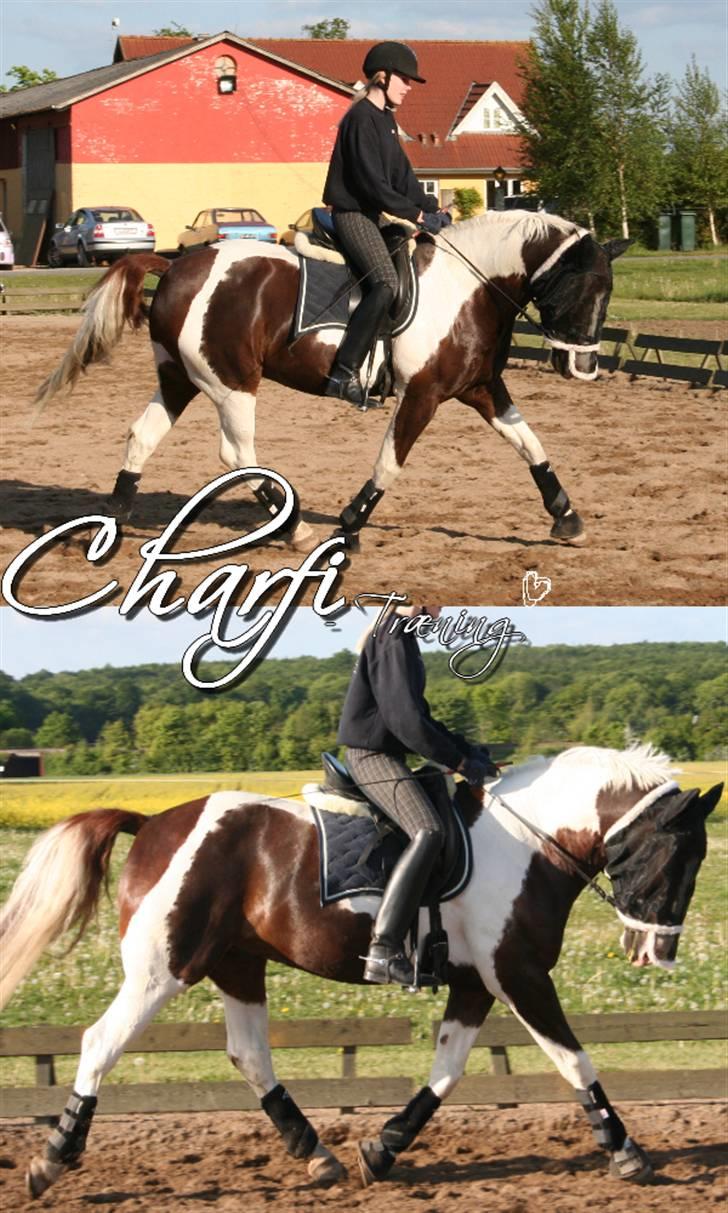 Pinto Mister Charfilo † RIP - Smukke Charfi ;) i trav - holmager 08 billede 17