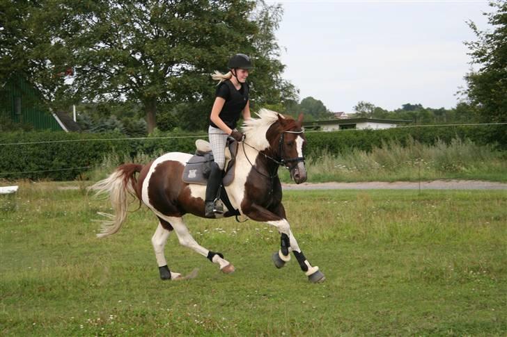 Pinto Mister Charfilo † RIP - super galop billede til springning billede 19