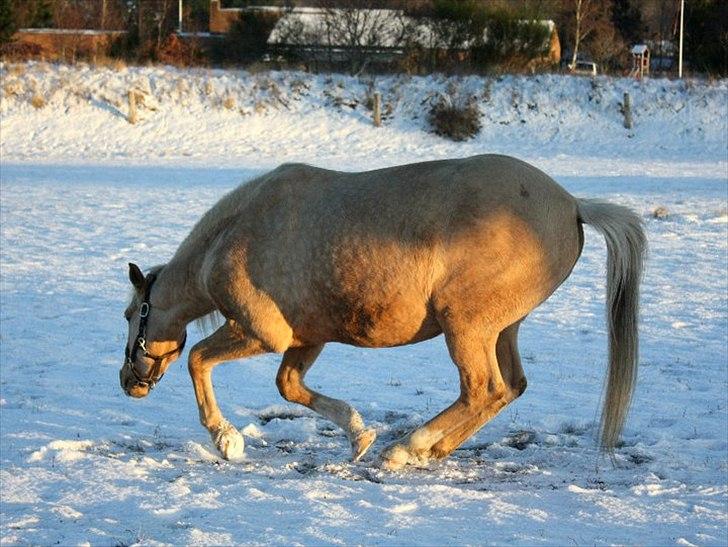 Palomino spirit  - spirit, vinter 2010. billede 8