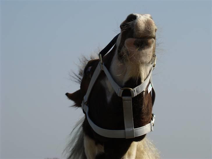 Pinto Sambuca billede 7