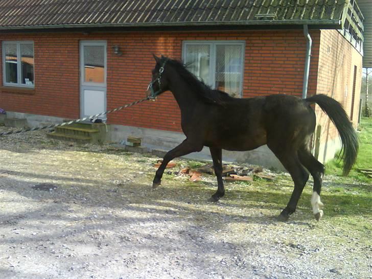 Dansk Varmblod Storåens Chevaldo billede 6