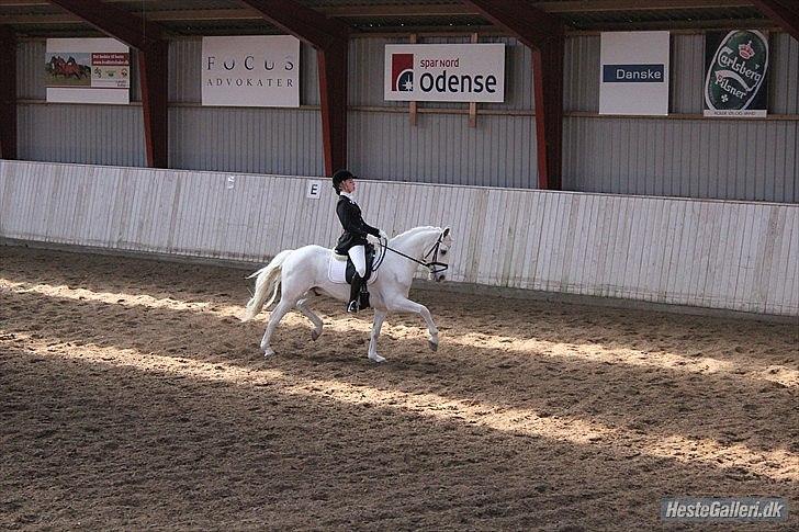 Connemara Veddinge Fit-For-Fight - B pony - SOLGT - Ponyen KAN trave :b billede 3