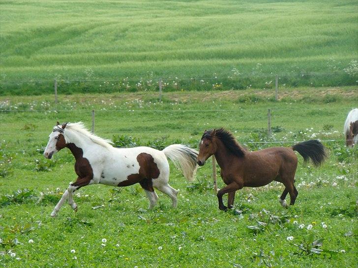 Pinto Sambuca billede 8