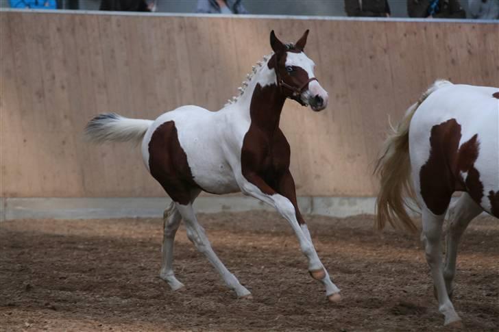 Pinto Sambuca billede 9