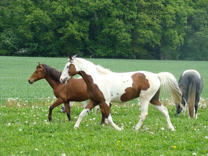 Pinto Sambuca billede 10