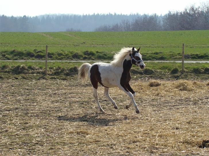 Pinto Sambuca billede 11