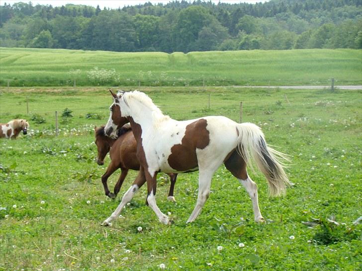 Pinto Sambuca billede 12