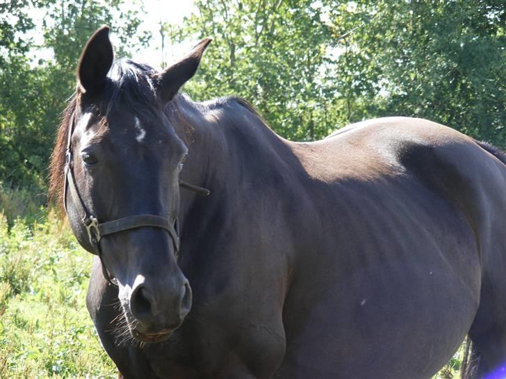 Dansk Varmblod Monet billede 1