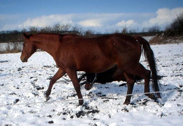 Dansk Varmblod Michelle M RIP. billede 15