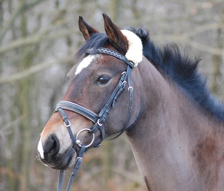Welsh Cob (sec D) V. B. Idris *SOLGT ! :'(* - Min smukke pige <3 billede 2