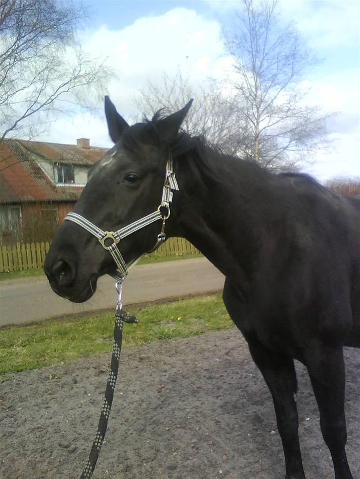 Dansk Varmblod Monet billede 3