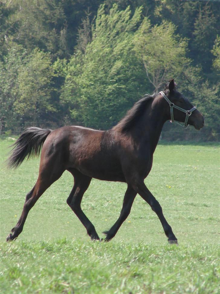 Traver Orlov Replay Mastery  - hos træner. d. 30/4-09 billede 1