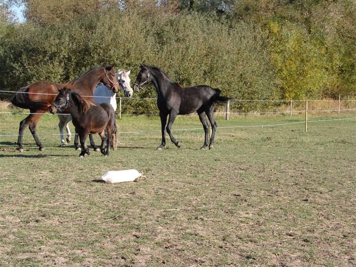 Traver Orlov Replay Mastery  - Hilser på mor og søster, efter et ½ års adskillelse. billede 2