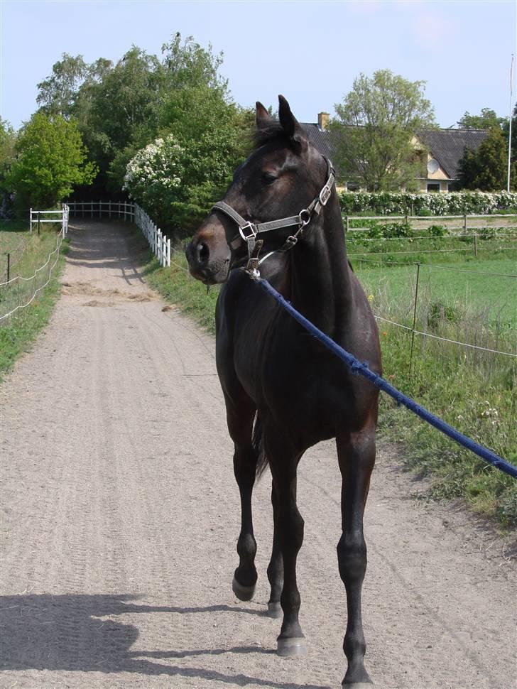 Traver Orlov Replay Mastery  - På vej til fold, efter en lille gåtur i liner. D.21/5-09 billede 3