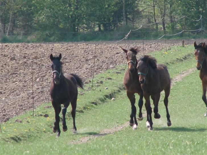 Traver Orlov Replay Mastery  - hos træner, og lige lukket ud til sin kammerat flok de næste 6 mdr :-) D.30/4-09 (til venstre) billede 4