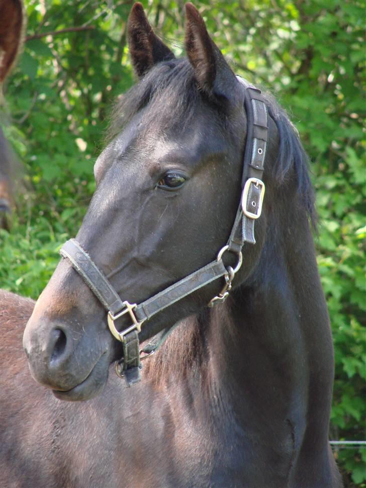 Traver Orlov Replay Mastery  - D. 19/5-09 hos træner.  Her kan man virkelig se hvor skimmel han allerede er :-) billede 5