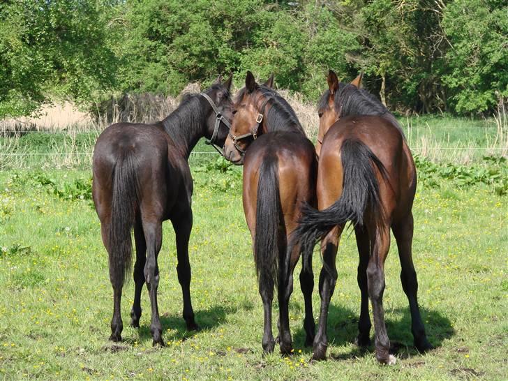 Traver Orlov Replay Mastery  - Hans 2 kammerater hos træner. Replay med den store numse :-) ( til venstre ) billede 7