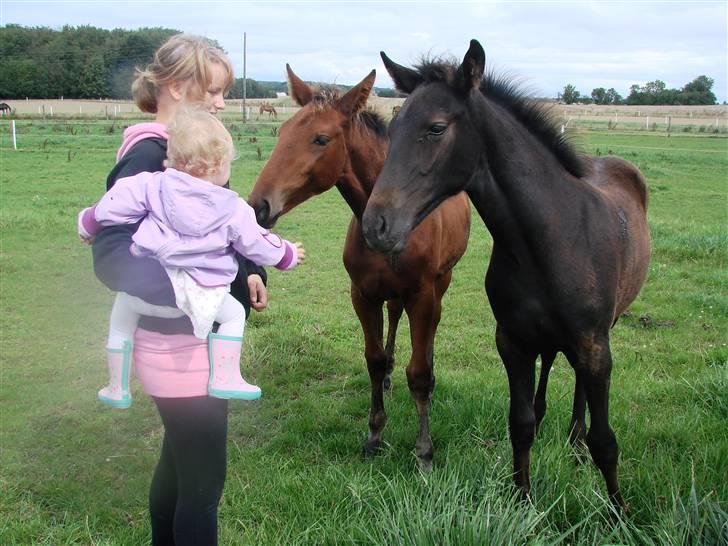 Traver Orlov Replay Mastery  - Baby træf :-) billede 8