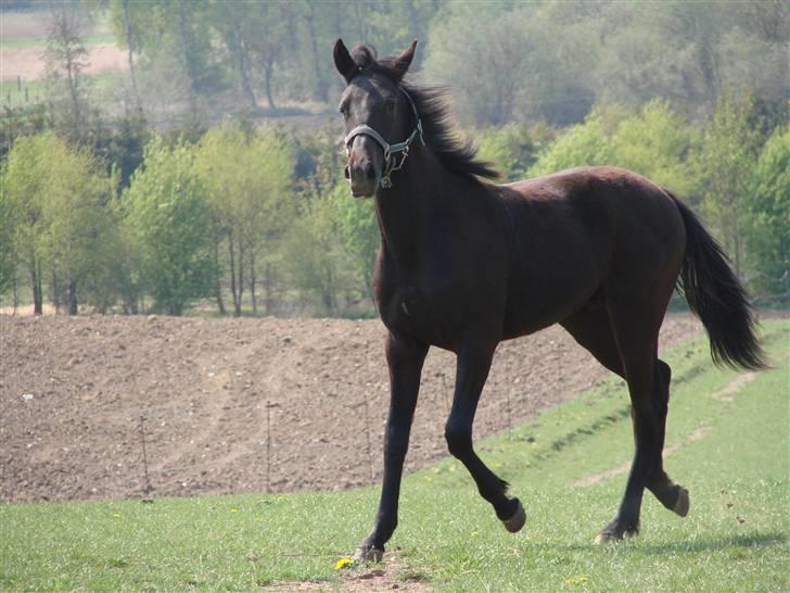 Traver Orlov Replay Mastery  - hos træner d. 30/4-09 billede 10