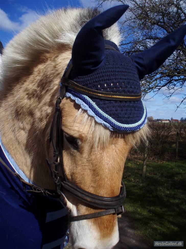 Fjordhest Duks (redet) billede 19