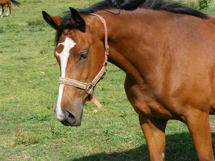 Dansk Varmblod Storåens Manhjana - http://www.lem-rideskole.dk/index.php?page=23 Morfor . Kawango billede 1