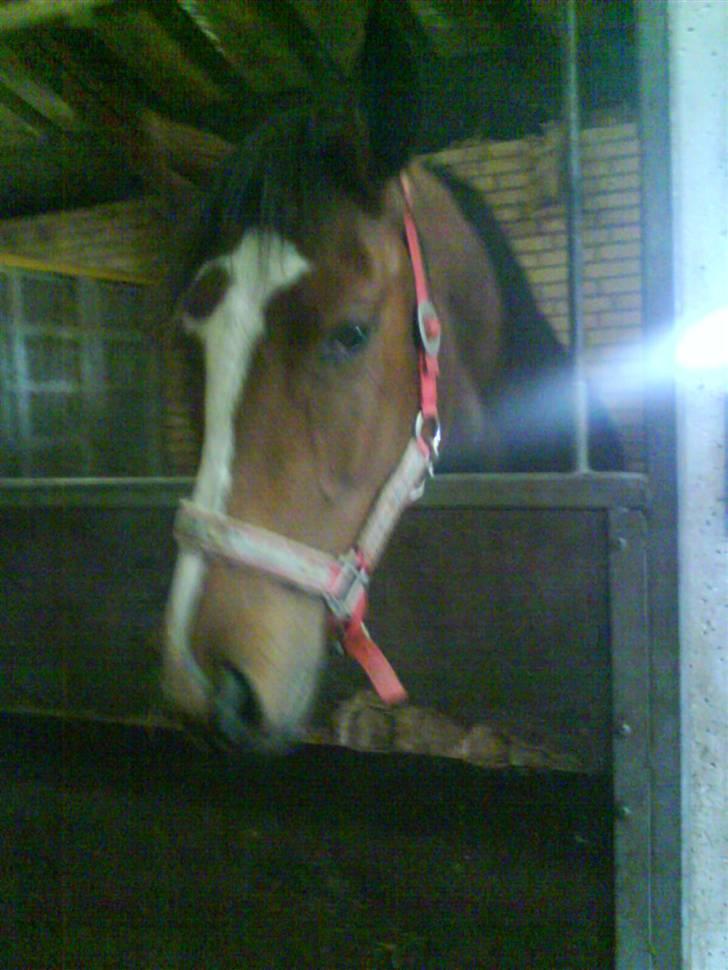 Dansk Varmblod Storåens Manhjana billede 2