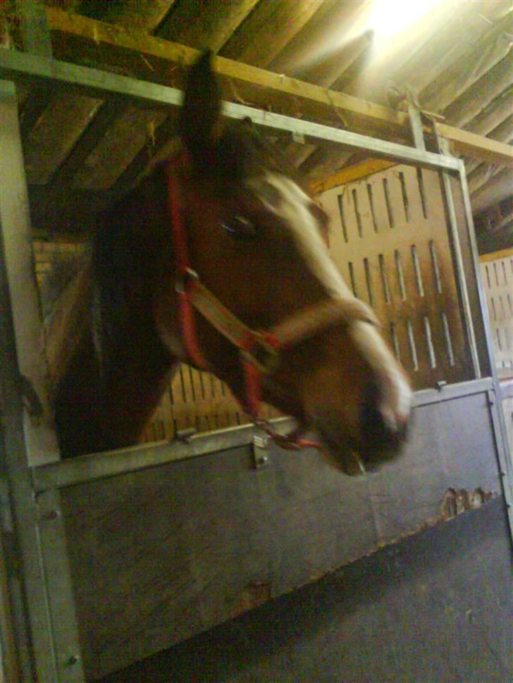 Dansk Varmblod Storåens Manhjana billede 3