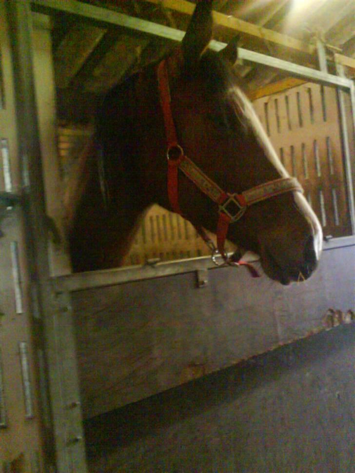 Dansk Varmblod Storåens Manhjana billede 4