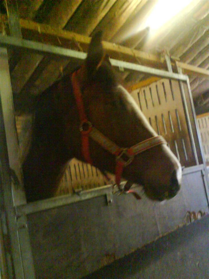 Dansk Varmblod Storåens Manhjana billede 5