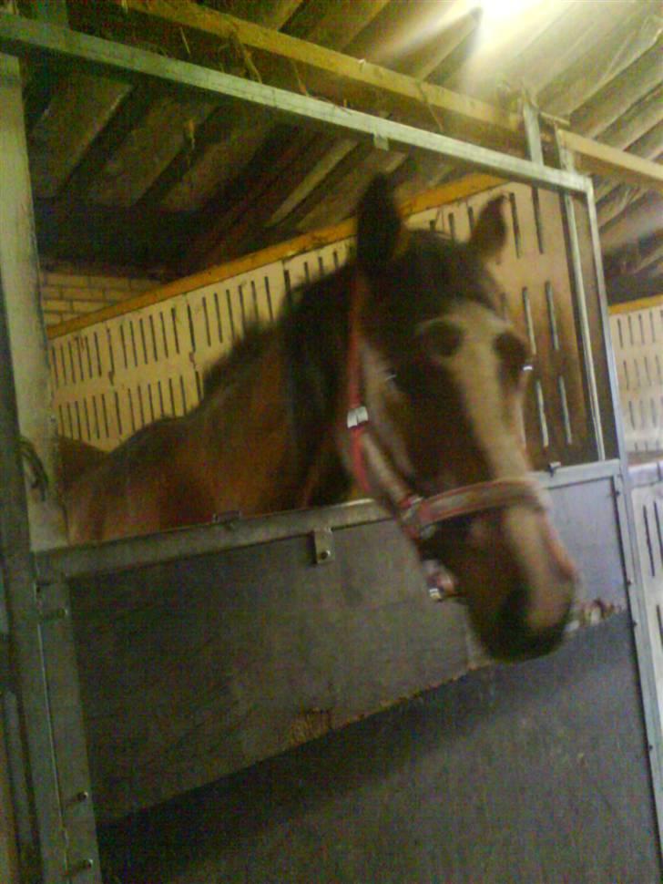 Dansk Varmblod Storåens Manhjana billede 6