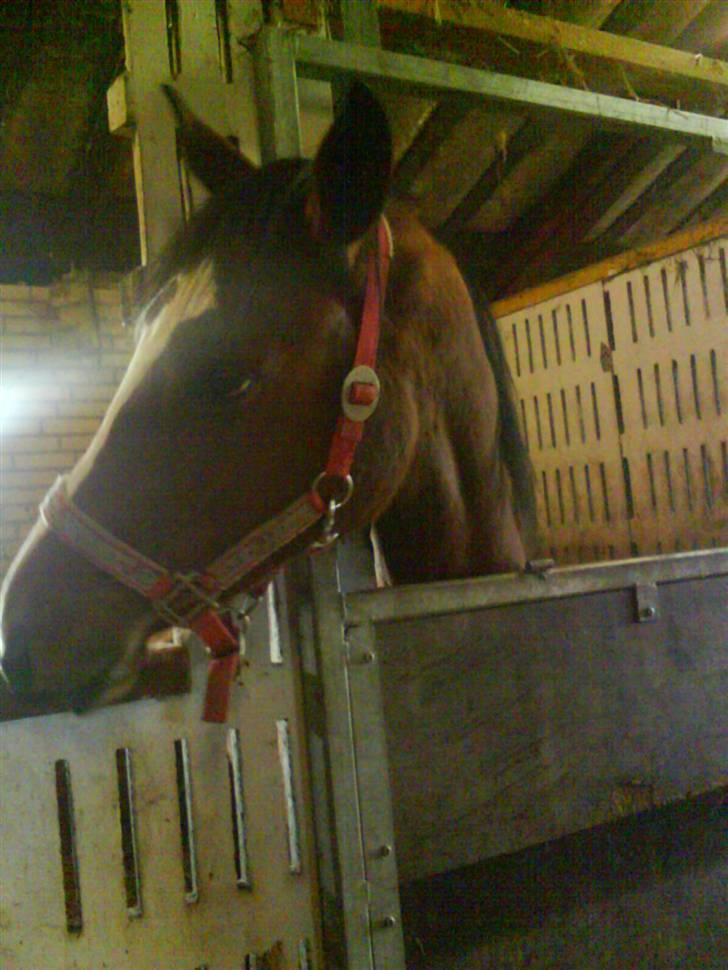 Dansk Varmblod Storåens Manhjana billede 7