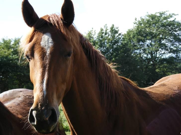Dansk Varmblod Storåens Kawango billede 1