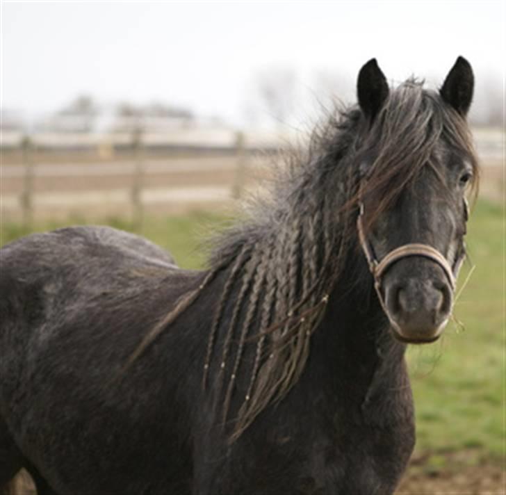 Fell pony Bluewater Kyra billede 12