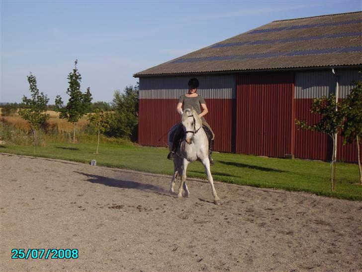 Welsh Pony af Cob-type (sec C) Magic's Chimano -  R.I.P Smukke fyr <3 - så blir der redet på livet løst :P her lidt versade (ved godt mine arme flavrer lidt) billede 15