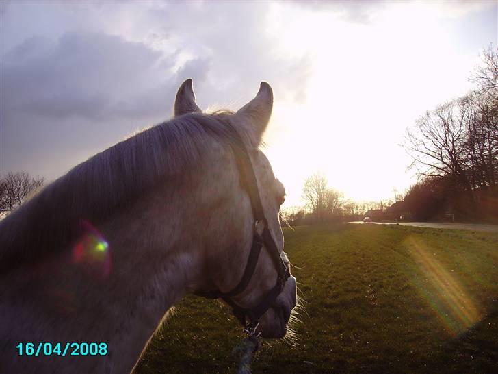 Welsh Pony af Cob-type (sec C) Magic's Chimano -  R.I.P Smukke fyr <3 - Smukke Chimo kigger på solen billede 17