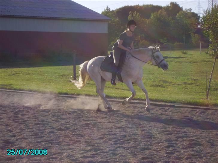 Welsh Pony af Cob-type (sec C) Magic's Chimano -  R.I.P Smukke fyr <3 - Wee så tager vi lige en hyggegalop, han skulle bare lige traves igennem, men satte i galop ;) hehe  billede 18