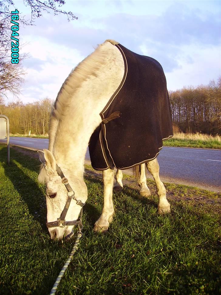 Welsh Pony af Cob-type (sec C) Magic's Chimano -  R.I.P Smukke fyr <3 - mere græs ;) billede 19